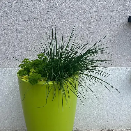 L'olivier Apartman *